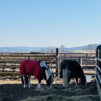 Bild vergr&ouml;&szlig;ern: Heimstatt_R&ouml;derhof_Therapiepferde