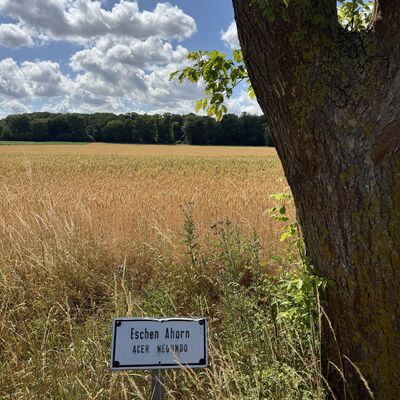 Bild vergr&ouml;&szlig;ern: Baumlehrpfad3