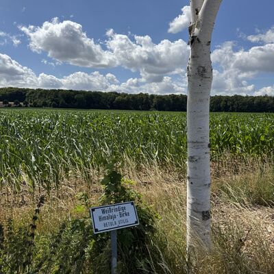 Bild vergr&ouml;&szlig;ern: Baumlehrpfad4