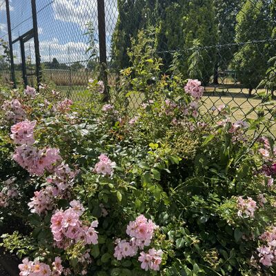 Bild vergr&ouml;&szlig;ern: Rosenbeete_Tennisplatz