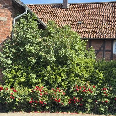 Bild vergr&ouml;&szlig;ern: Rosenbeete1