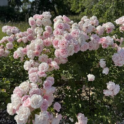 Bild vergr&ouml;&szlig;ern: Rosenbeete2