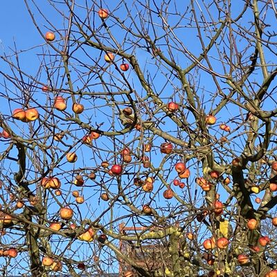 Bild vergr&ouml;&szlig;ern: Adenstedt23