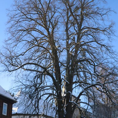 Bild vergr&ouml;&szlig;ern: Dorflinde