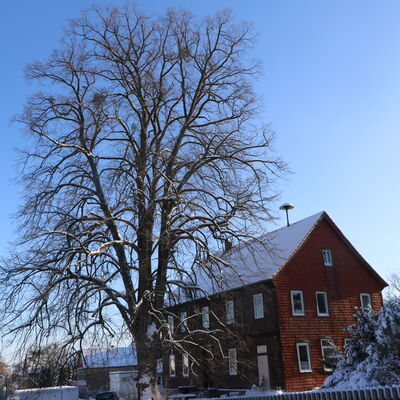 Bild vergr&ouml;&szlig;ern: Ehem.Schule:Dorflinde