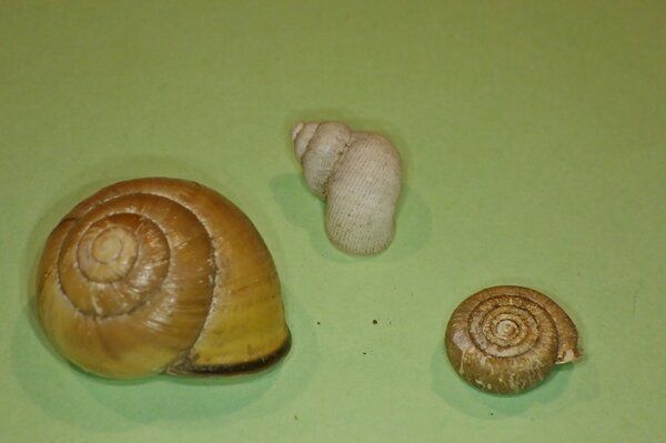 Schnecken entdecken: Schnirkelschnecke, Landdeckelschnecke, Riemenschnecke
