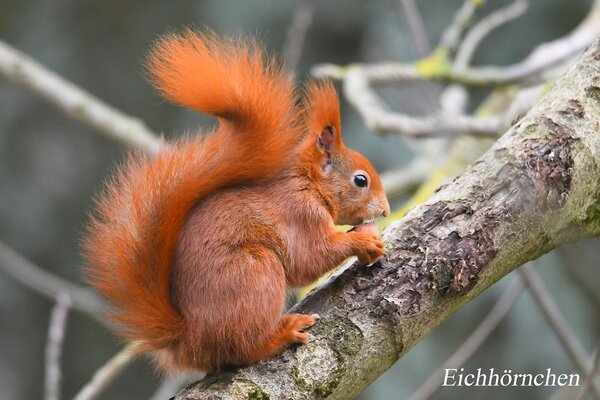 Eichh&ouml;rnchen