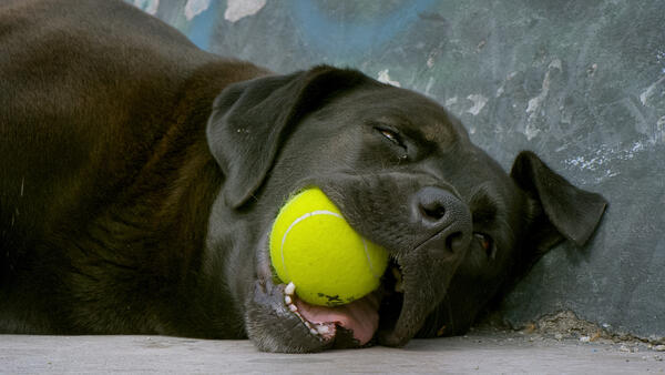 Ein großer, dunkler Hund hält einen leuchtend gelben Ball in seinem Maul. Er döst dabei auf dem Fußboden liegend.