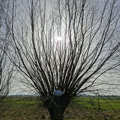 Bild vergr&ouml;&szlig;ern: Die Weide_M&auml;rz_26