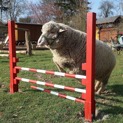 Interner Link: Zur Veranstaltung Vom Schaf zum Schal