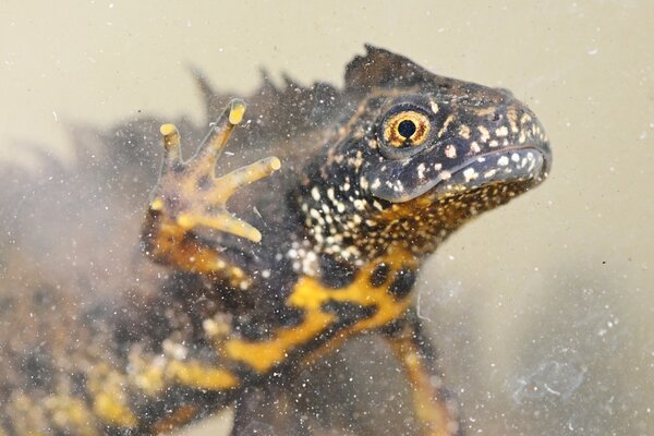 Kammmolch Triturus cristatus