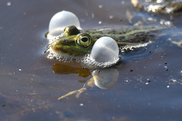 Teichfrosch Pelophylax esculentus