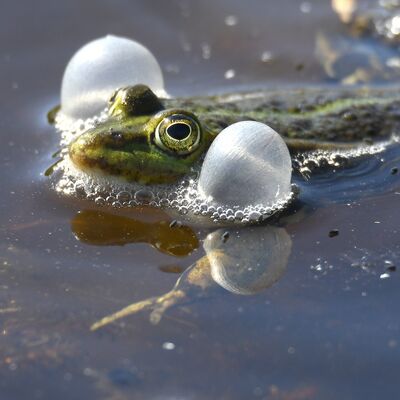 Bild vergr&ouml;&szlig;ern: Teichfrosch Pelophylax esculentus