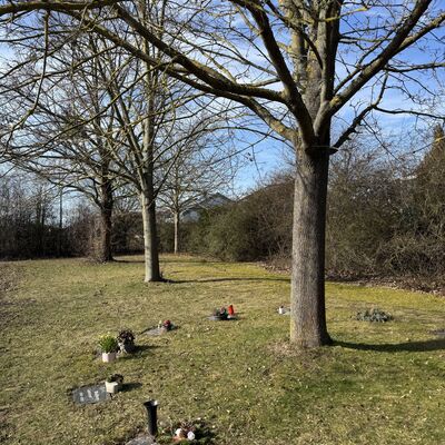 Bild vergr&ouml;&szlig;ern: Friedhof_Bestattung_unter_B&auml;umen