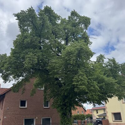 Bild vergr&ouml;&szlig;ern: Gedenkstein_mit_Linde