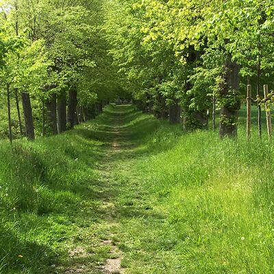 Bild vergr&ouml;&szlig;ern: Allee nach Listringen2