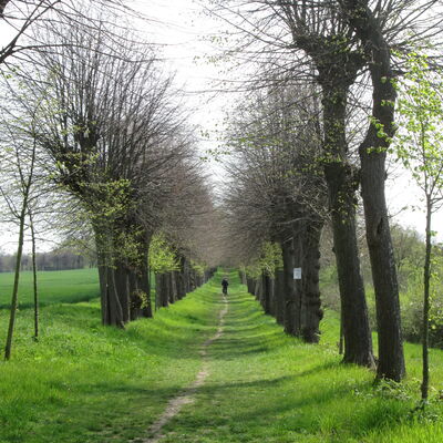 Bild vergr&ouml;&szlig;ern: Allee nach Listringen4