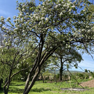 Bild vergr&ouml;&szlig;ern: Walshausen Park Streuobstwiese