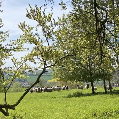 Bild vergr&ouml;&szlig;ern: Walshausen Park5