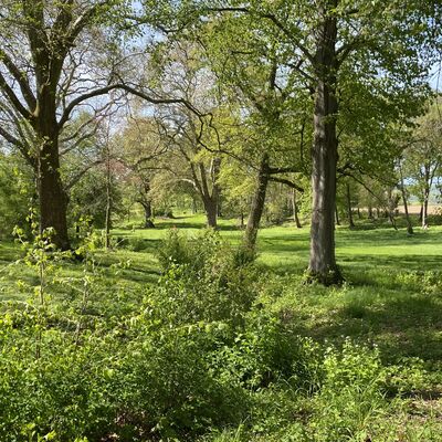 Bild vergr&ouml;&szlig;ern: Walshausen Park9